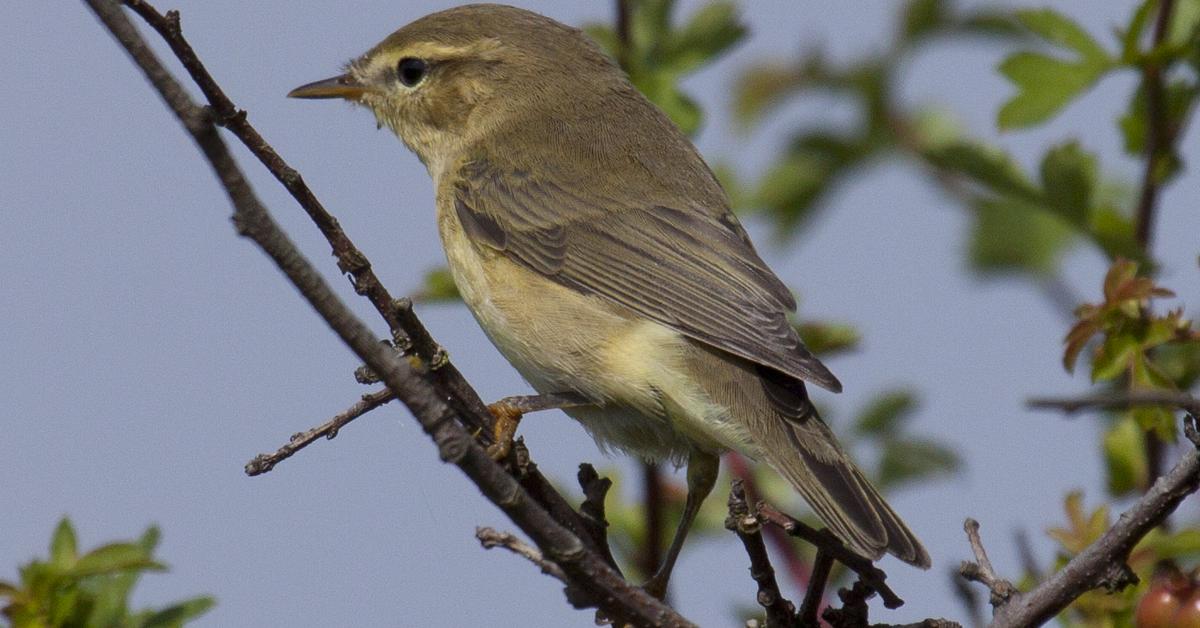 A beautiful representation of the Willow Warbler, scientifically Phylloscopus trochilus.