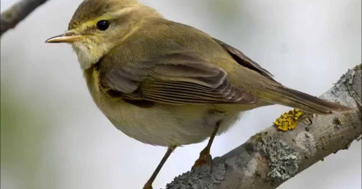 The fascinating Willow Warbler, scientifically known as Phylloscopus trochilus.