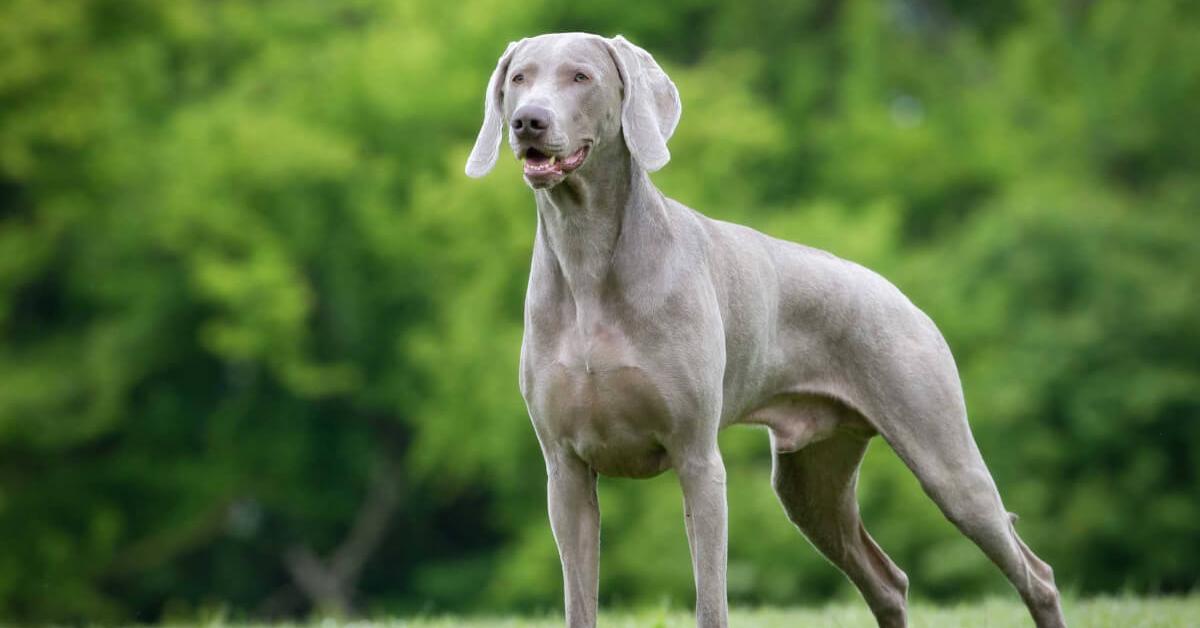 Charming view of the Weimaraner, in Indonesia referred to as Anjing Weimaraner.