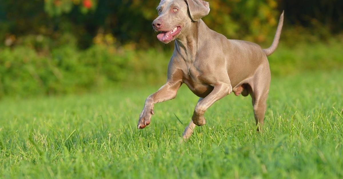 Image showcasing the Weimaraner, known in Indonesia as Anjing Weimaraner.