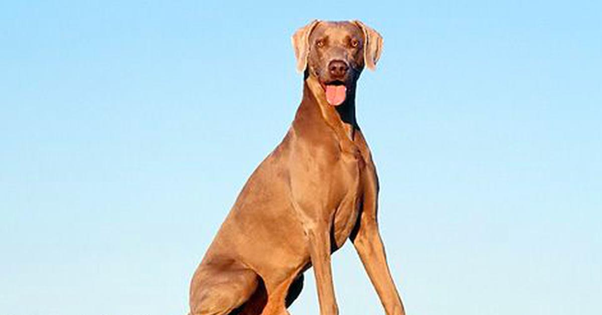 Charming view of the Weimaraner, in Indonesia referred to as Anjing Weimaraner.