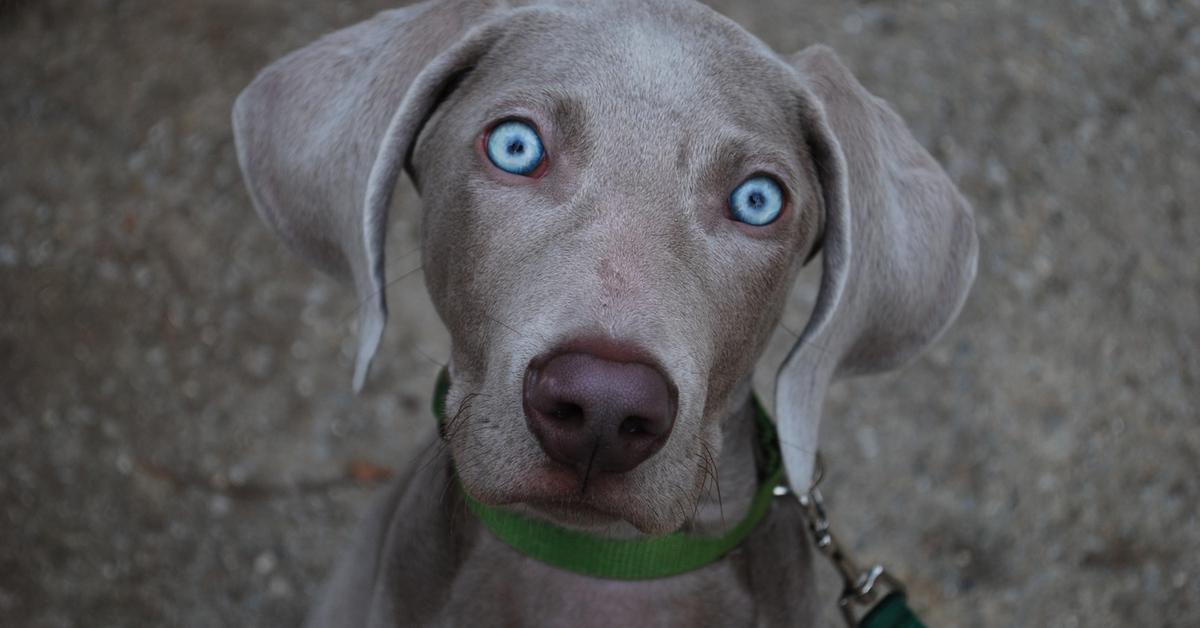 Portrait of a Weimaraner, a creature known scientifically as Canis lupus.