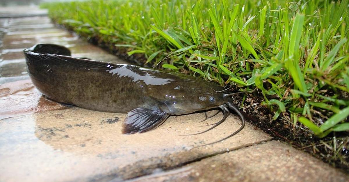 Distinctive Walking Catfish, in Indonesia known as Lele Berjalan, captured in this image.