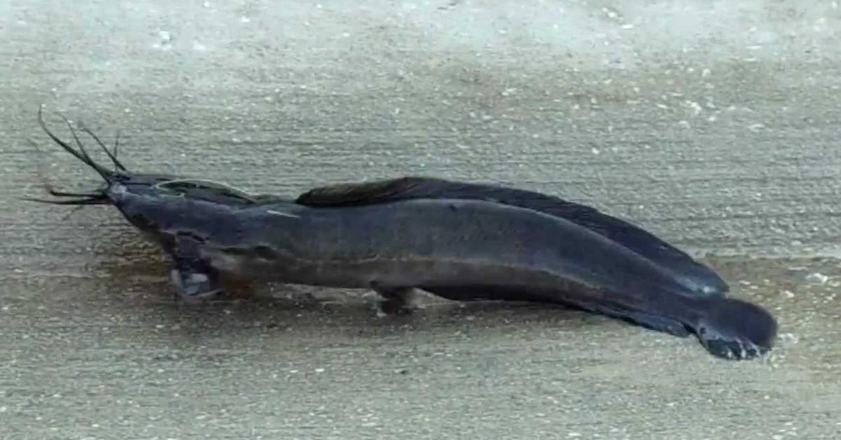 The Walking Catfish, a beautiful species also known as Lele Berjalan in Bahasa Indonesia.