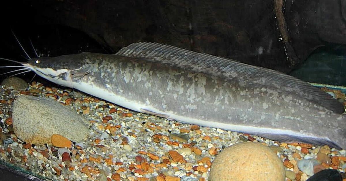 Portrait of a Walking Catfish, a creature known scientifically as Clarias batrachus.