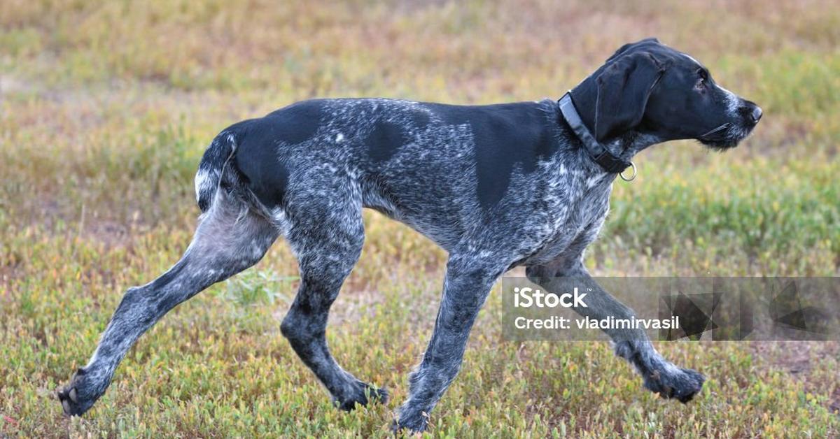 Photogenic Wirehaired Pointing Griffon, scientifically referred to as Canis lupus.