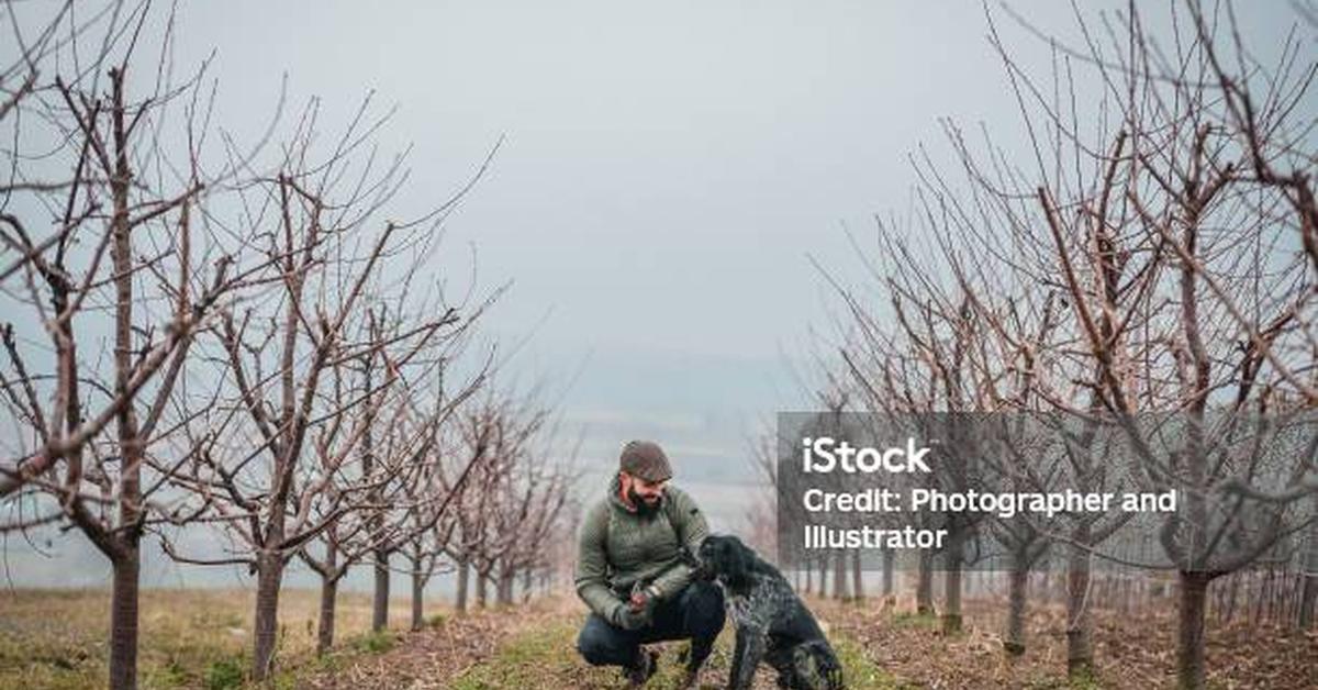 Captured moment of the Wirehaired Pointing Griffon, in Indonesia known as Griffon Penunjuk Berambut Kawat.