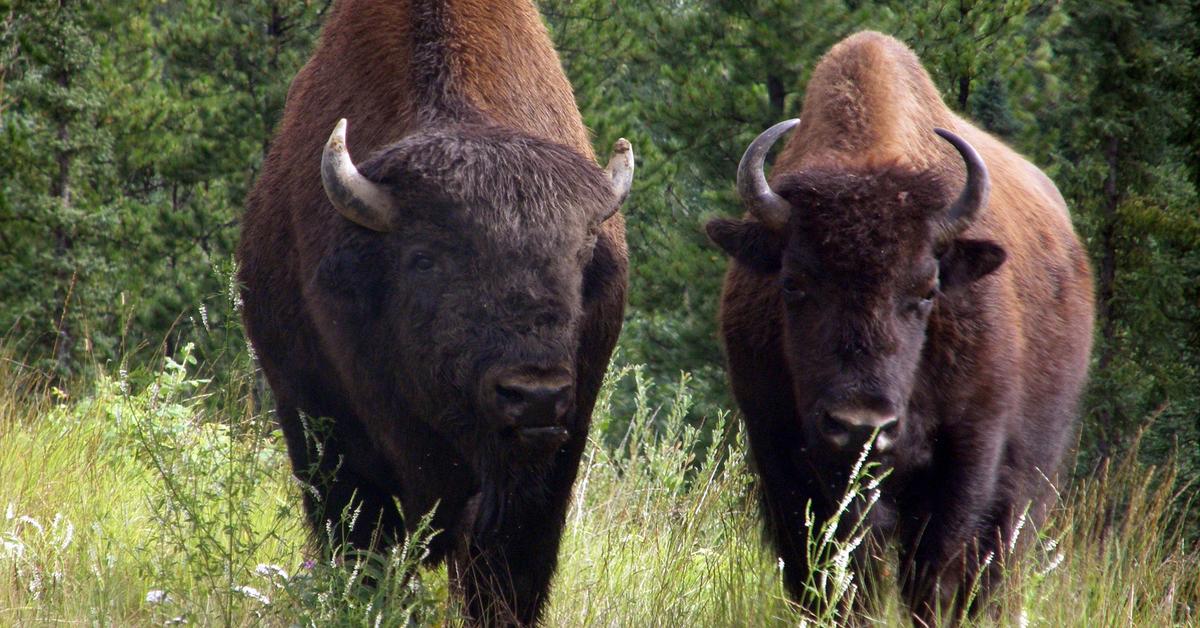 Captured elegance of the Wood Bison, known in Indonesia as Bison Kayu.