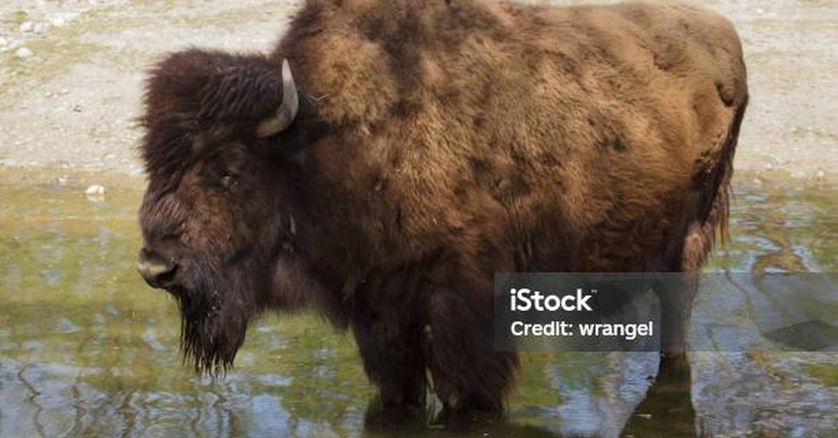 Vibrant snapshot of the Wood Bison, commonly referred to as Bison Kayu in Indonesia.