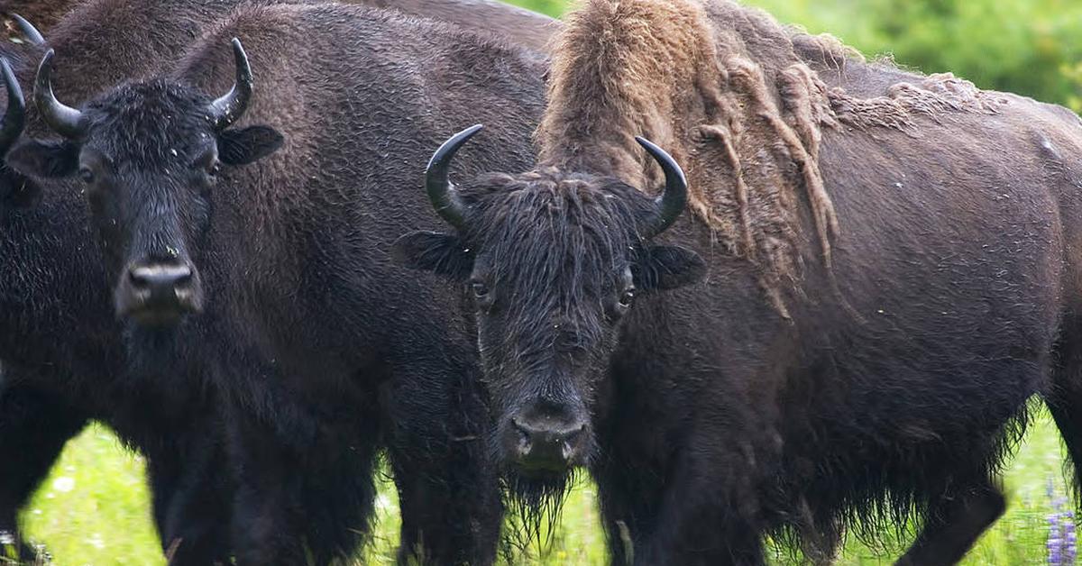 Vivid image of the Wood Bison, or Bison Kayu in Indonesian context.