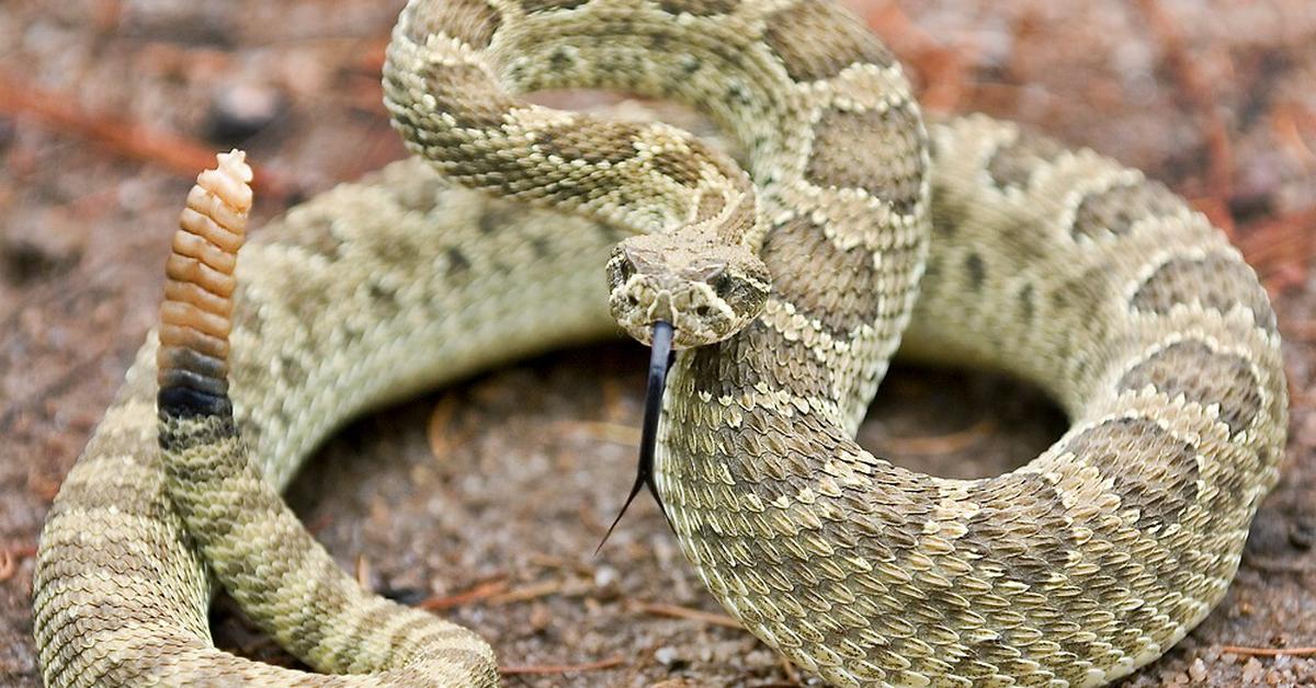 Glimpse of the Western Rattlesnake, known in the scientific community as Crotalus oreganus.