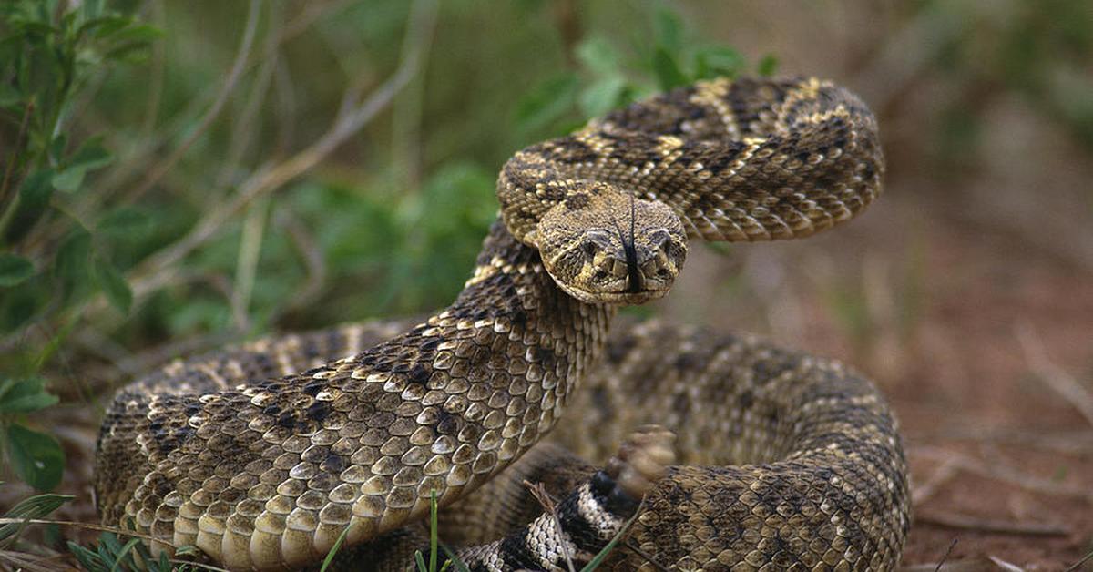 Iconic view of the Western Rattlesnake, or Crotalus oreganus, in its habitat.