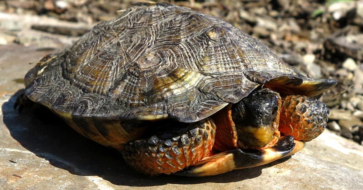 Visual of Wood Turtle, or Kura-kura Kayu in Indonesian, showcasing its beauty.