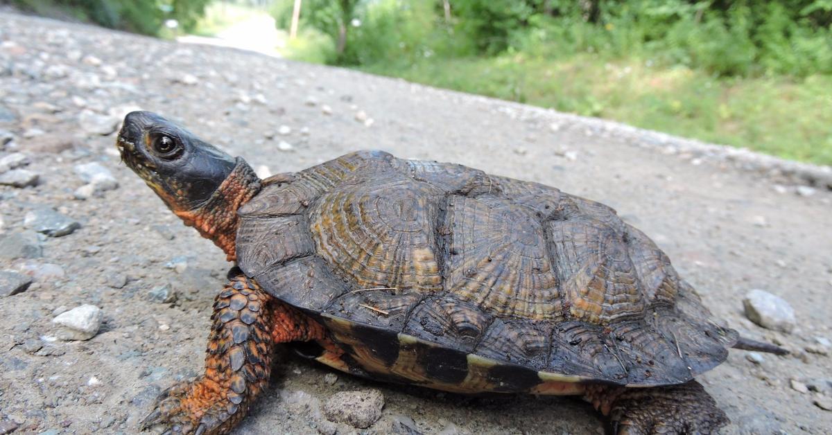 Captured beauty of the Wood Turtle, or Glyptemys insculpta in the scientific world.