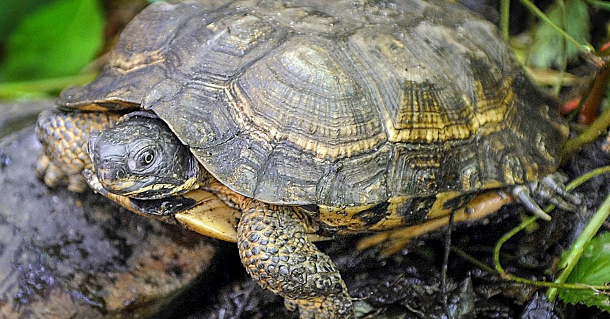 Captured elegance of the Wood Turtle, known in Indonesia as Kura-kura Kayu.