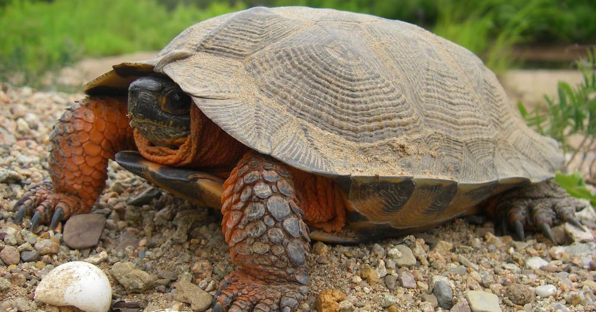 Visual representation of the Wood Turtle, recognized in Indonesia as Kura-kura Kayu.