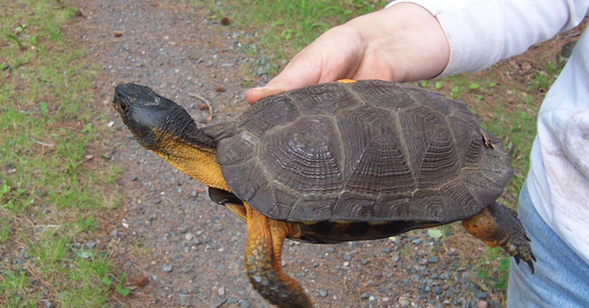 Image showcasing the Wood Turtle, known in Indonesia as Kura-kura Kayu.