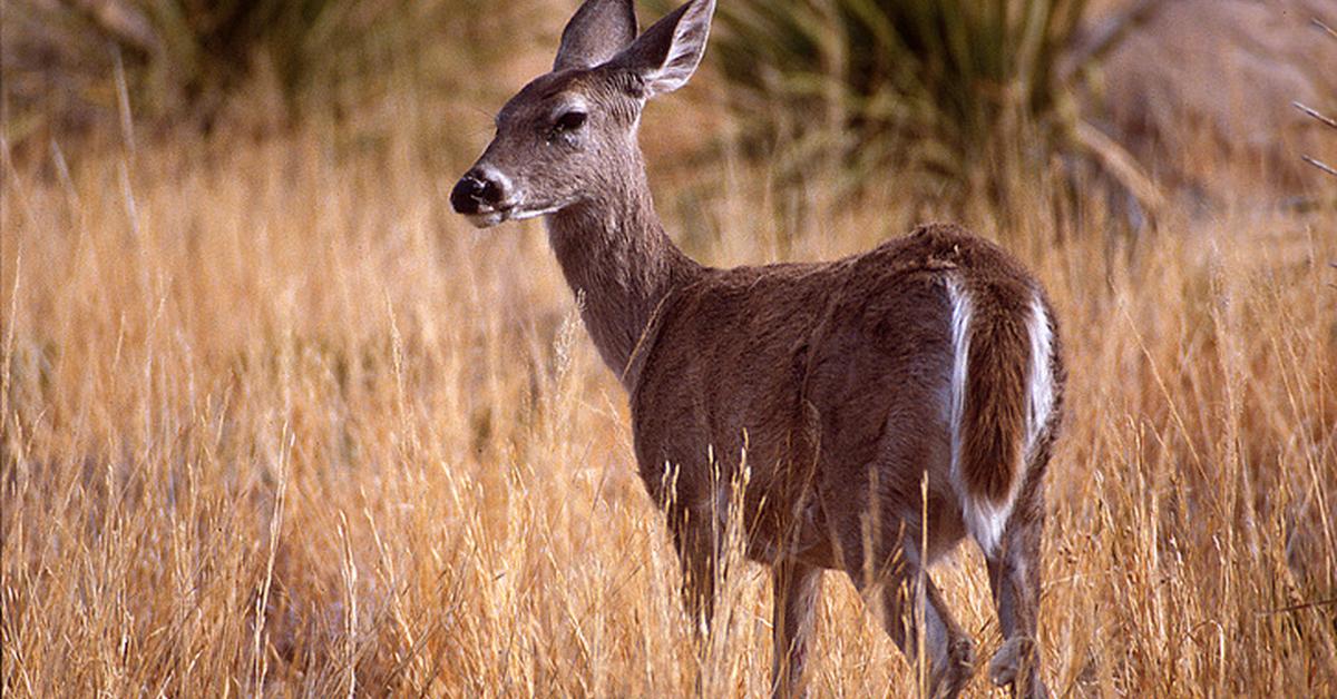 Unique portrayal of the White-Tail Deer, also called Rusa Ekor Putih in Bahasa Indonesia.