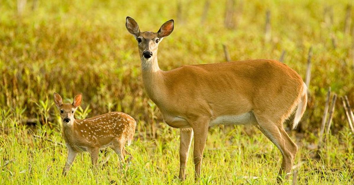 The fascinating White-Tail Deer, scientifically known as Odocoileus virginianus.