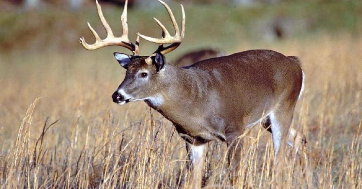 Glimpse of the White-Tail Deer, known in the scientific community as Odocoileus virginianus.