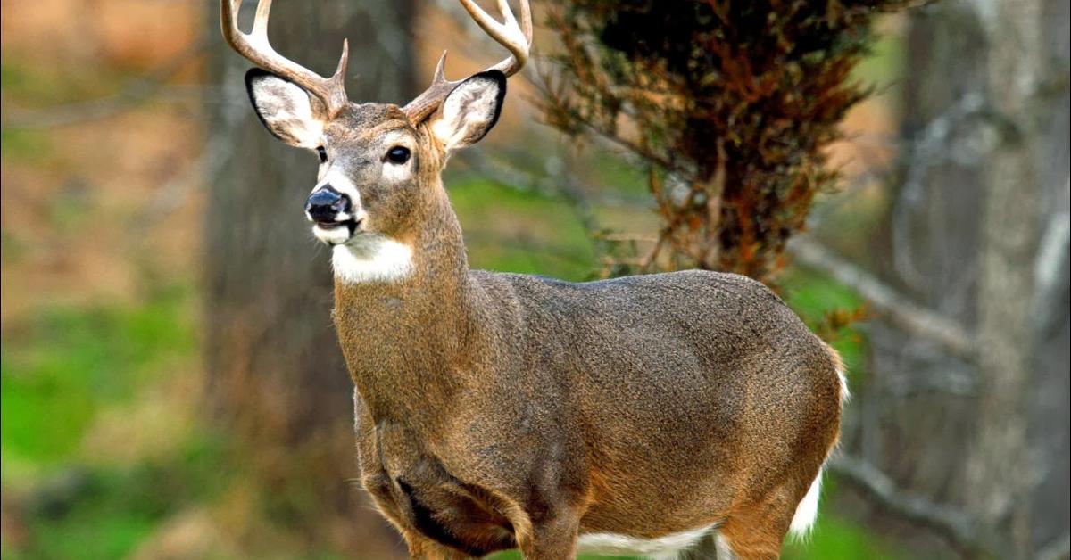 Vivid image of the White-Tail Deer, or Rusa Ekor Putih in Indonesian context.