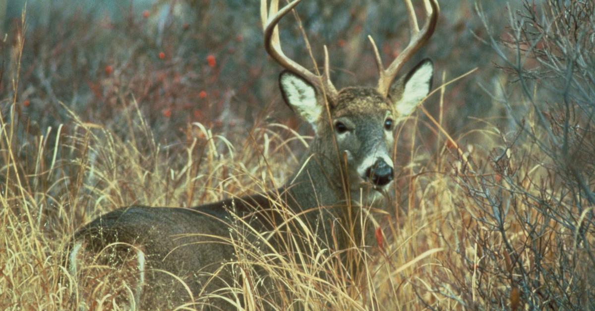 Image showcasing the White-Tail Deer, known in Indonesia as Rusa Ekor Putih.