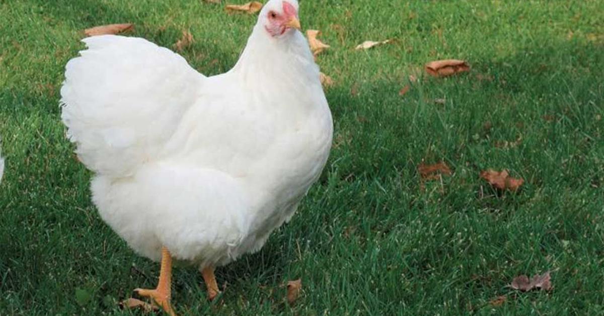 Exquisite image of Wyandotte Chicken, in Indonesia known as Ayam Wyandotte.