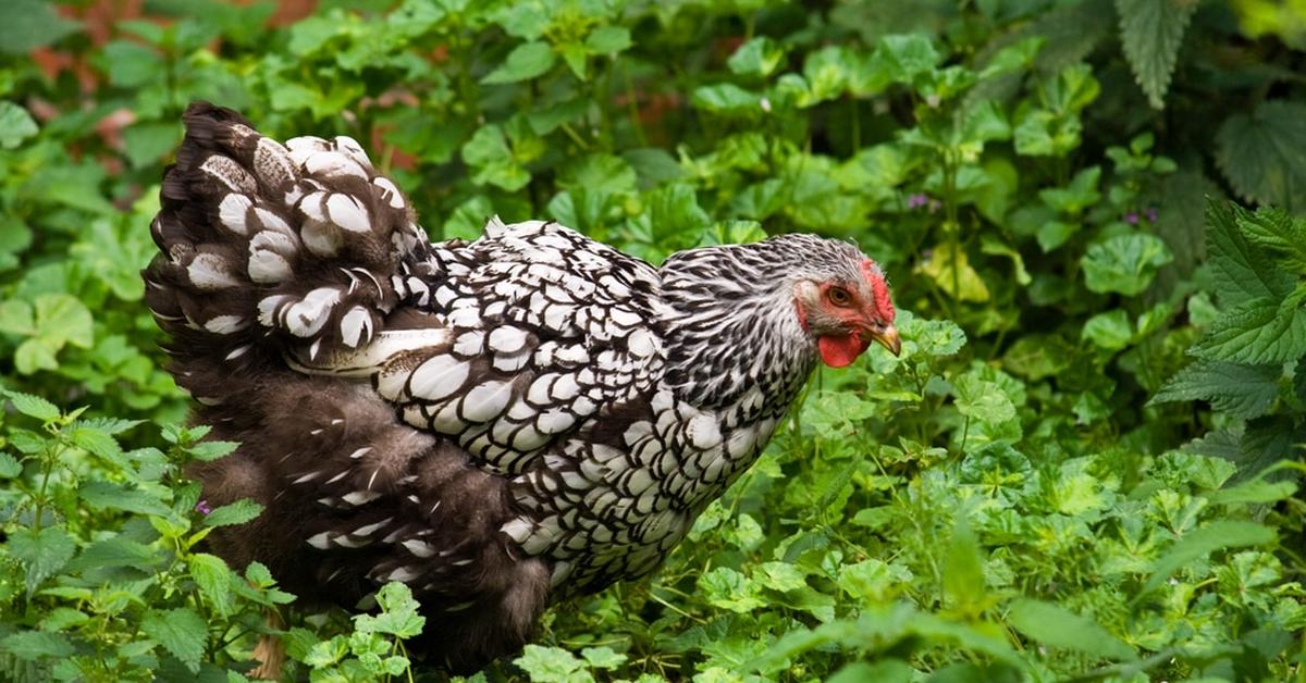 The majestic Wyandotte Chicken, also called Ayam Wyandotte in Indonesia, in its glory.