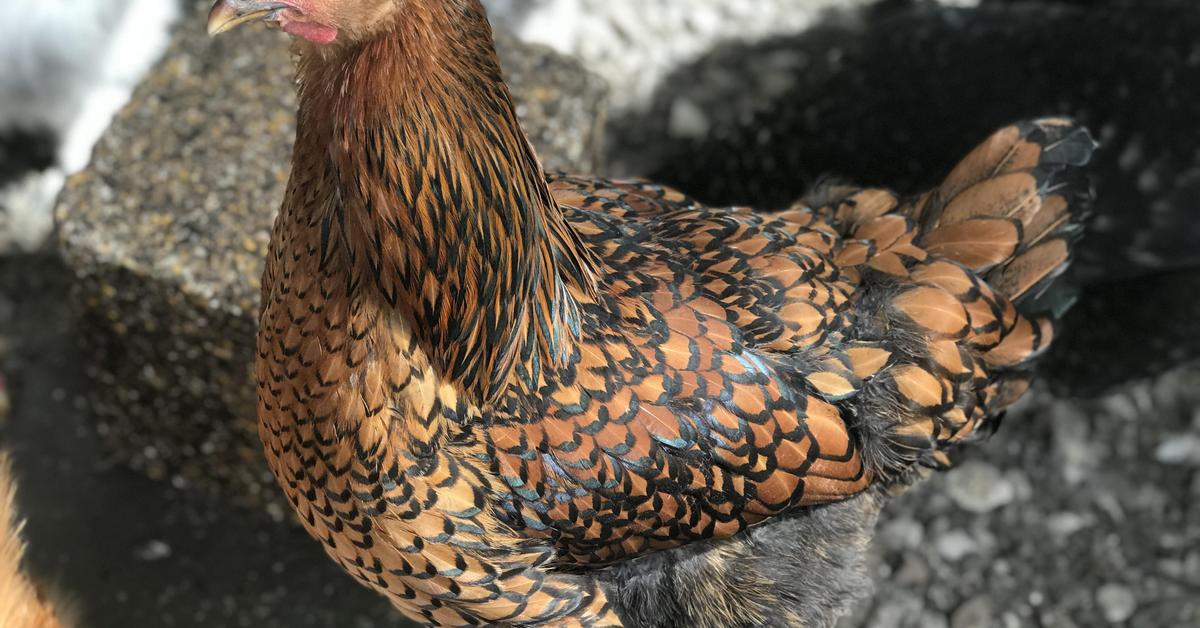 A look at the Wyandotte Chicken, also recognized as Ayam Wyandotte in Indonesian culture.