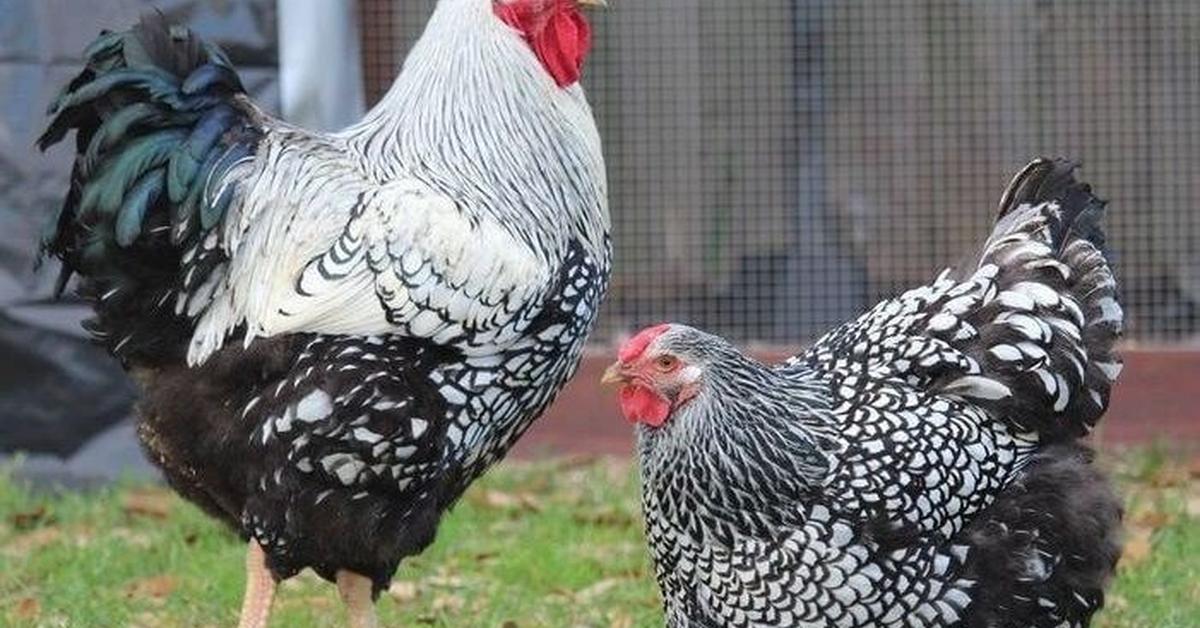 Enchanting Wyandotte Chicken, a species scientifically known as Gallus gallus domesticus.