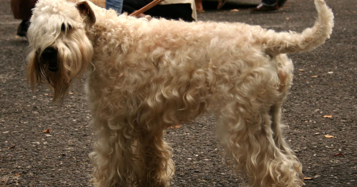 The Wheaten Terrier, a species known as Canis lupus, in its natural splendor.