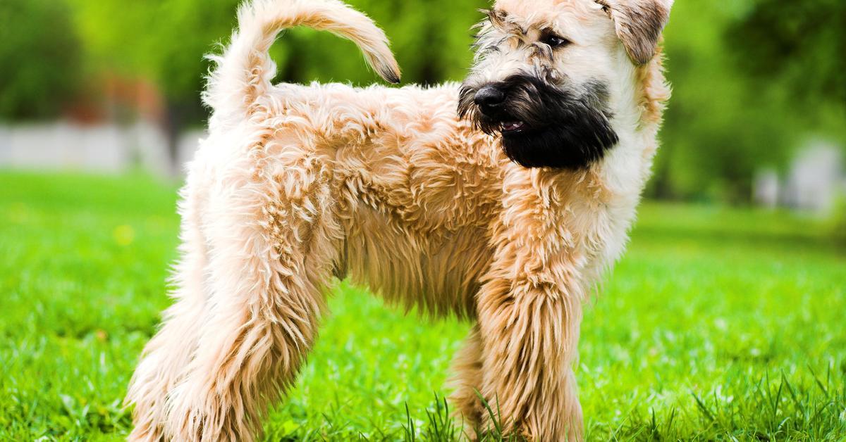 A look at the Wheaten Terrier, also recognized as Terrier Wheaten in Indonesian culture.