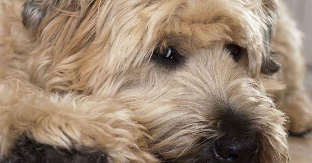 Dynamic image of the Wheaten Terrier, popularly known in Indonesia as Terrier Wheaten.