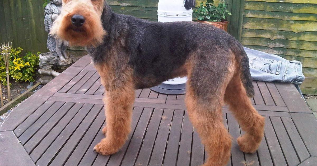 The Welsh Terrier, an example of Canis lupus, in its natural environment.