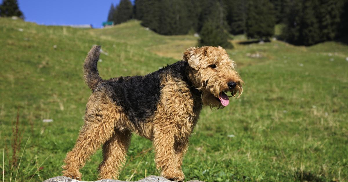 Captivating view of the Welsh Terrier, known in Bahasa Indonesia as Terrier Wales.