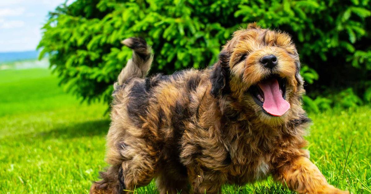 The majestic Whoodle, also called Anjing Whoodle in Indonesia, in its glory.