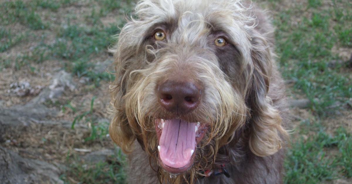 Glimpse of the Weimardoodle, known in the scientific community as Canis lupus.