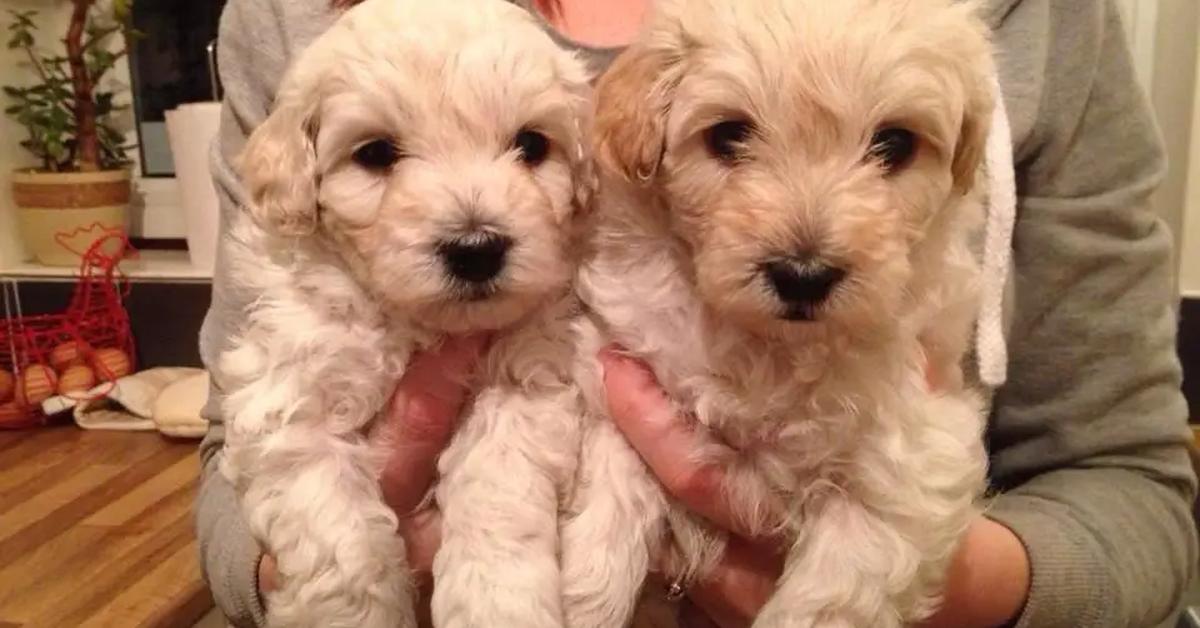 Snapshot of the intriguing Westiepoo, scientifically named Canis Lupus.