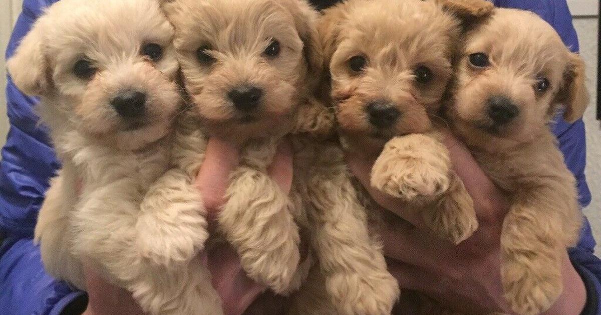 Captivating view of the Westiepoo, known in Bahasa Indonesia as Westiepoo.