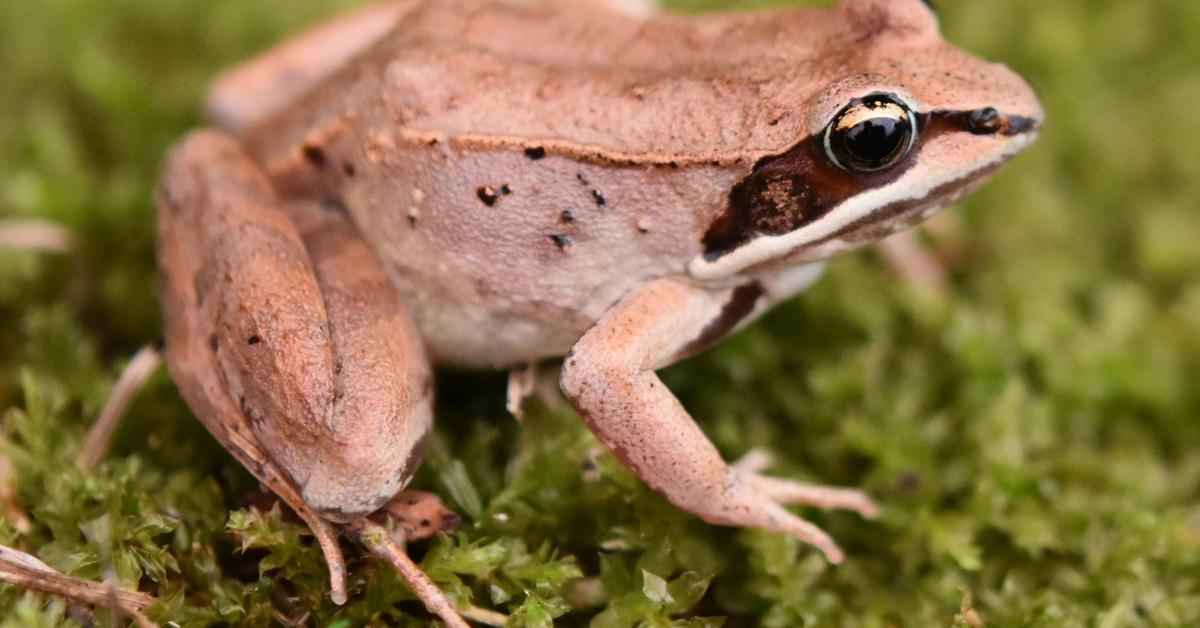 Detailed shot of the Wood Frog, or Lithobates sylvaticus, in its natural setting.