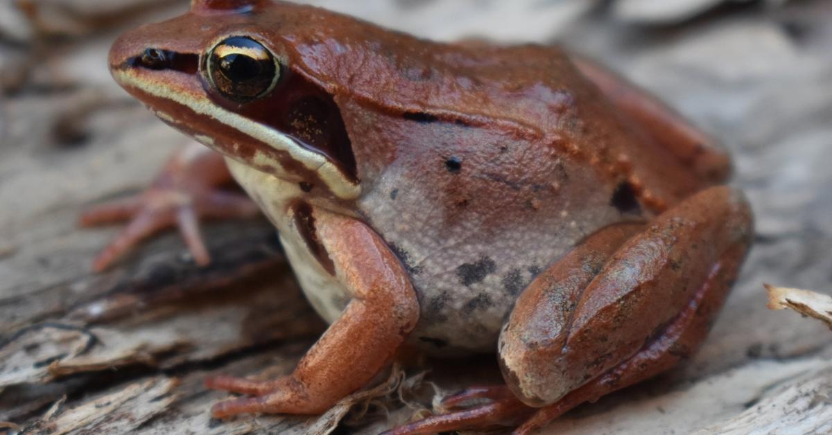 Vibrant snapshot of the Wood Frog, commonly referred to as Katak Kayu in Indonesia.