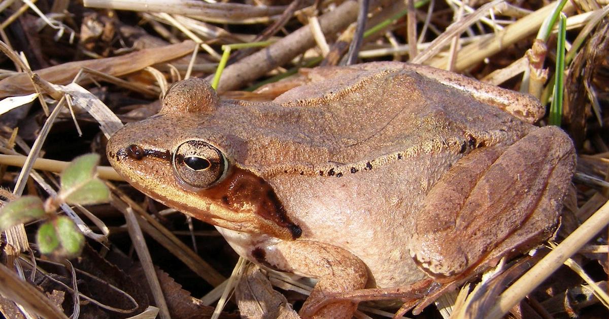 Insightful look at the Wood Frog, known to Indonesians as Katak Kayu.