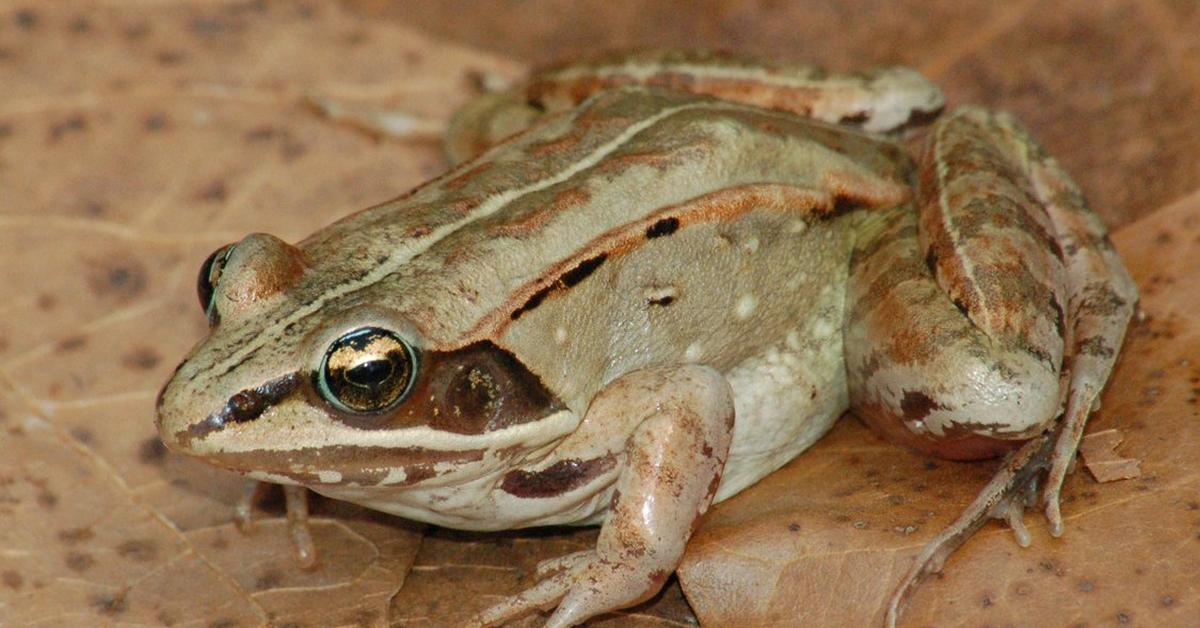 Striking appearance of the Wood Frog, known in scientific circles as Lithobates sylvaticus.