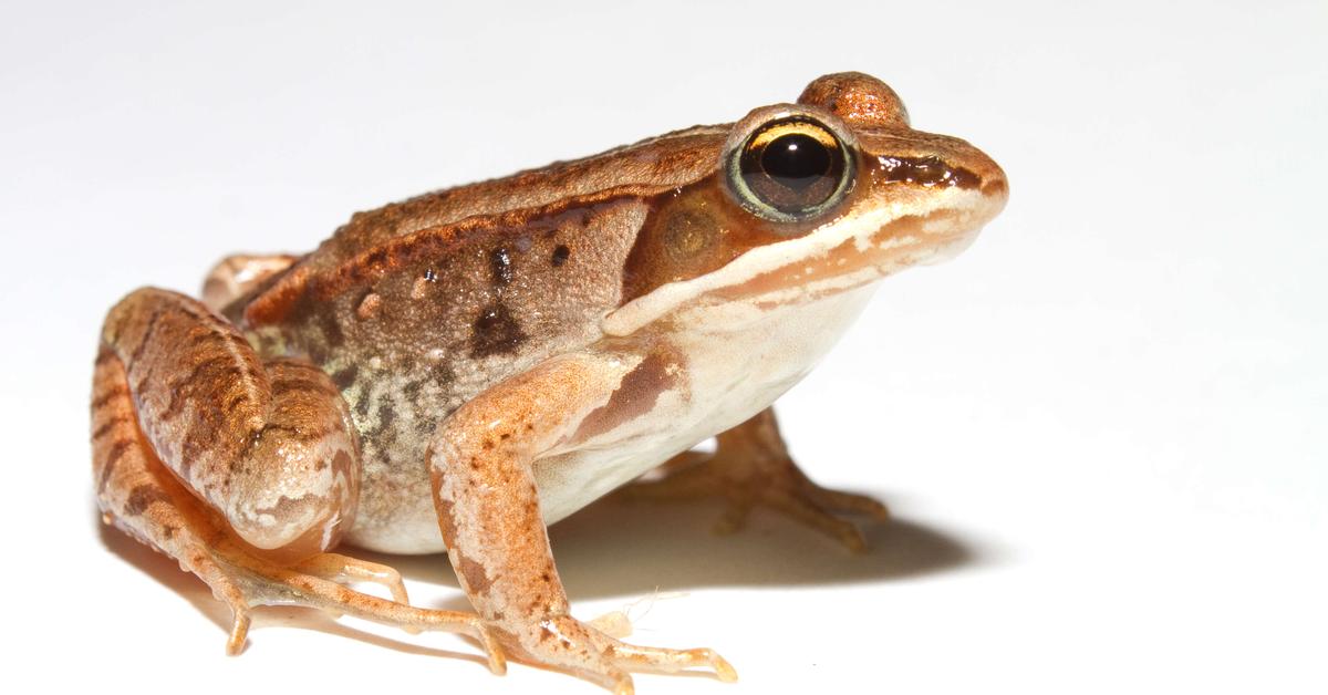 Close encounter with the Wood Frog, scientifically called Lithobates sylvaticus.