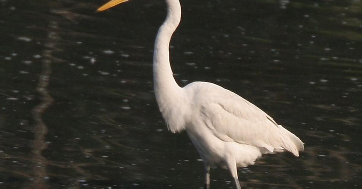 Captured moment of the Whooping Crane, in Indonesia known as Burung Bangau Berteriak.