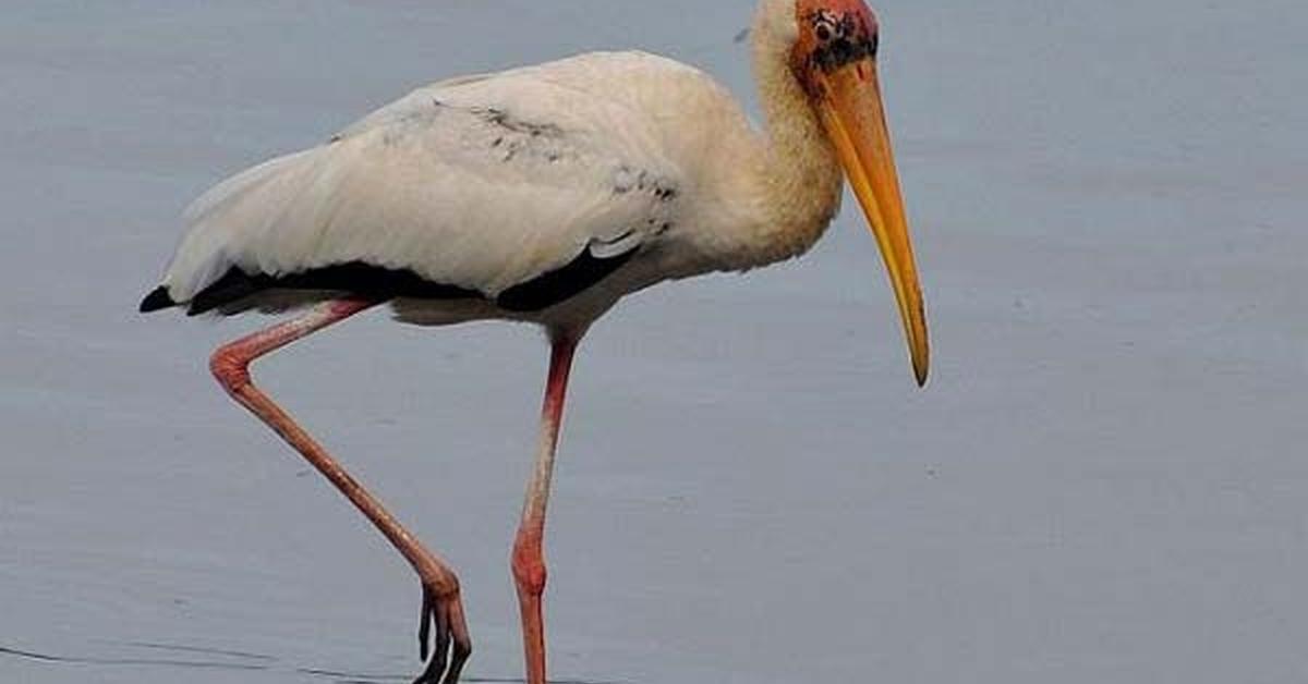 Photographic depiction of the unique Whooping Crane, locally called Burung Bangau Berteriak.