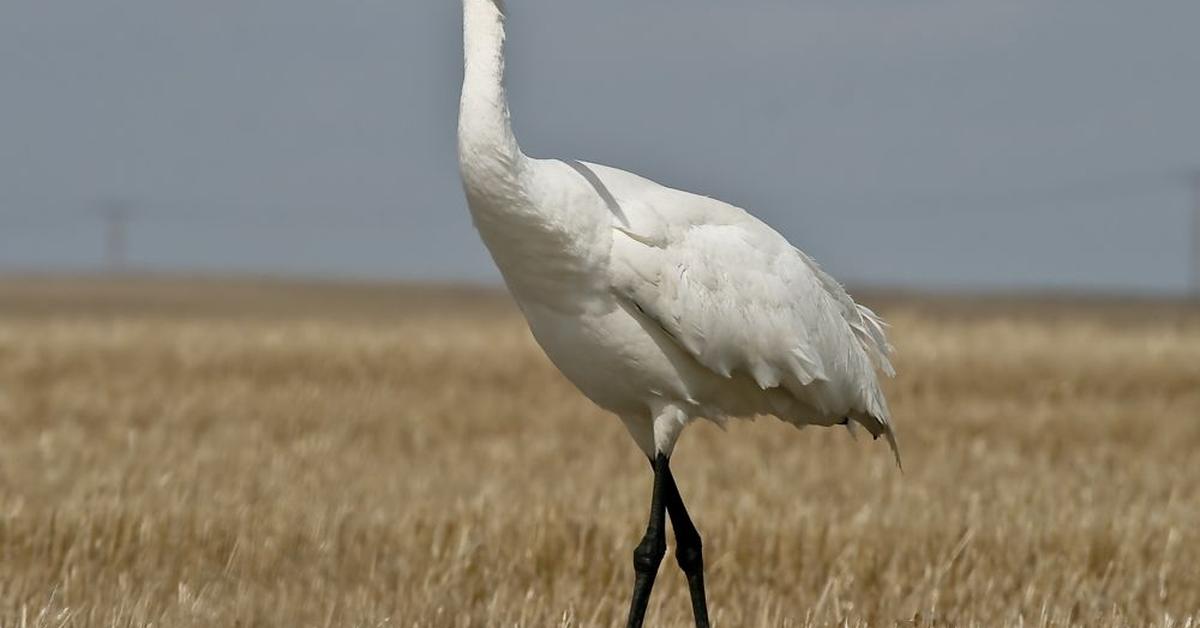 The Whooping Crane, a beautiful species also known as Burung Bangau Berteriak in Bahasa Indonesia.