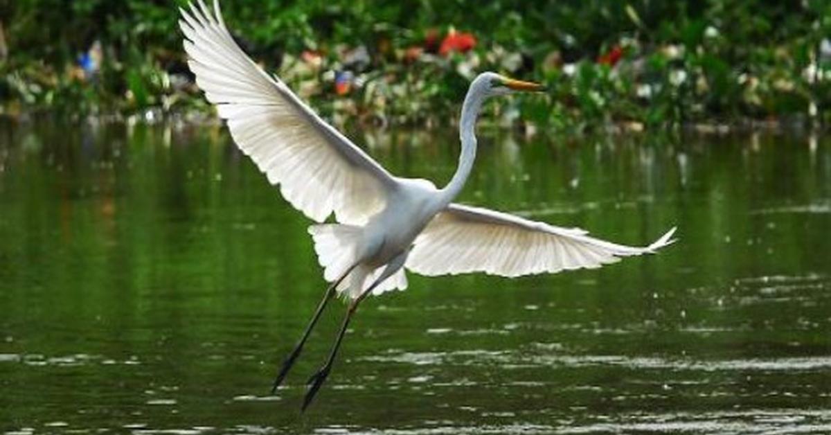 Graceful Whooping Crane, a creature with the scientific name Grus americana.