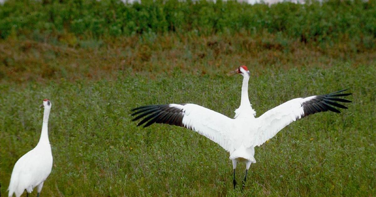 Elegant portrayal of the Whooping Crane, also known as Grus americana.