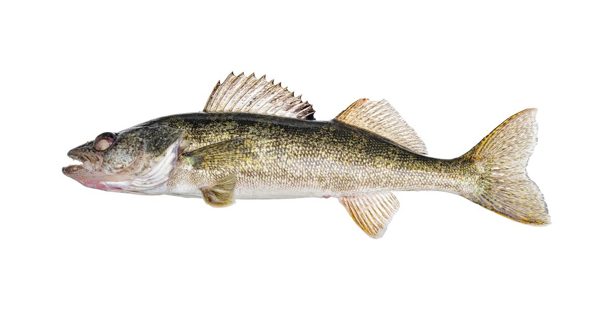 Striking appearance of the Walleye Fish, known in scientific circles as Sander vitreus.